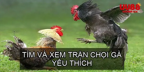 Tìm và Xem Trận Chọi Gà Yêu Thích