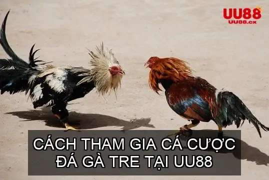 Cách Tham Gia Cá Cược Đá Gà Tre tại UU88