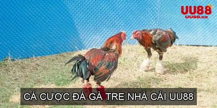 Cá cược đá gà tre nhà cái UU88
