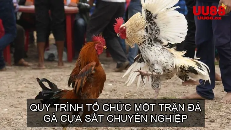 Quy Trình Tổ Chức Một Trận Đá Gà Cựa Sắt Chuyên Nghiệp