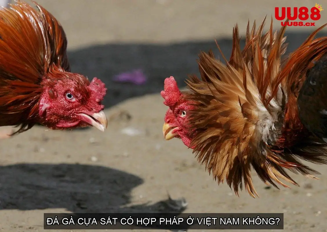 Đá gà cựa sắt có hợp pháp ở Việt Nam không?
