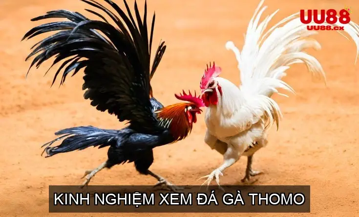 Kinh Nghiệm Xem Đá Gà Thomo