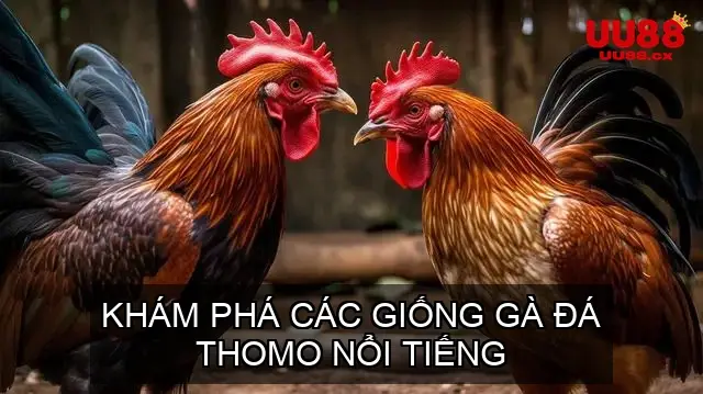 Khám Phá Các Giống Gà Đá Thomo Nổi Tiếng