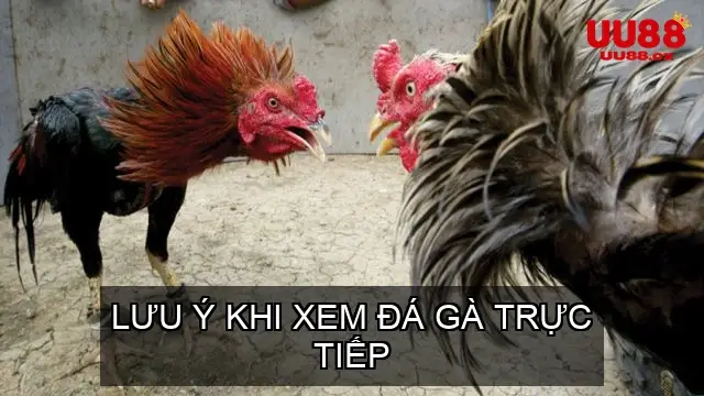 Lưu Ý Khi Xem Đá Gà Trực Tiếp